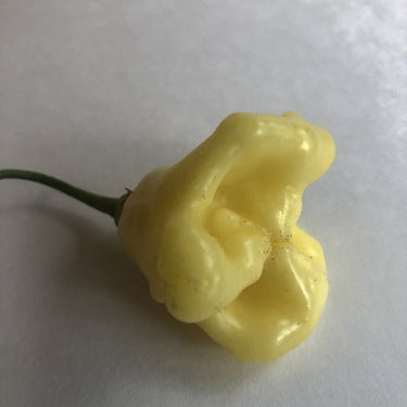 Aji White Fantasy - Seeds - The Pepper Pantry (Formerly Marie Sharp's)